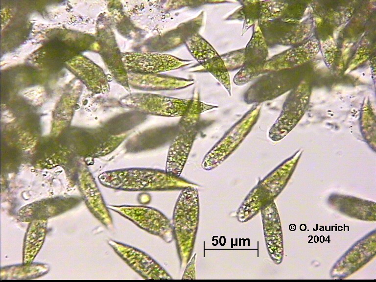 Euglena Pflanze Oder Tier Bildbeispiele